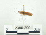 中文名:四斑紅蝽(2380-299)學名:Physopelta quadriguttata Bergroth, 1894(2380-299)