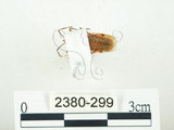 中文名:四斑紅蝽(2380-299)學名:Physopelta quadriguttata Bergroth, 1894(2380-299)