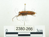 中文名:四斑紅蝽(2380-266)學名:Physopelta quadriguttata Bergroth, 1894(2380-266)
