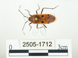 中文名:四斑紅蝽(2505-1712)學名:Physopelta quadriguttata Bergroth, 1894(2505-1712)