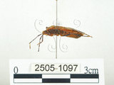 中文名:四斑紅蝽(2505-1097)學名:Physopelta quadriguttata Bergroth, 1894(2505-1097)