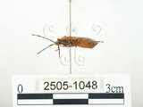 中文名:四斑紅蝽(2505-1048)學名:Physopelta quadriguttata Bergroth, 1894(2505-1048)