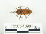 中文名:四斑紅蝽(2505-1098)學名:Physopelta quadriguttata Bergroth, 1894(2505-1098)