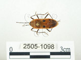 中文名:四斑紅蝽(2505-1098)學名:Physopelta quadriguttata Bergroth, 1894(2505-1098)