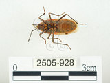 中文名:四斑紅蝽(2505-928)學名:Physopelta quadriguttata Bergroth, 1894(2505-928)
