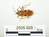 中文名:四斑紅蝽(2505-928)學名:Physopelta quadriguttata Bergroth, 1894(2505-928)