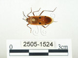 中文名:四斑紅蝽(2505-1524)學名:Physopelta quadriguttata Bergroth, 1894(2505-1524)