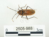 中文名:四斑紅蝽(2505-988)學名:Physopelta quadriguttata Bergroth, 1894(2505-988)