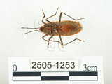 中文名:四斑紅蝽(2505-1253)學名:Physopelta quadriguttata Bergroth, 1894(2505-1253)