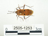 中文名:四斑紅蝽(2505-1253)學名:Physopelta quadriguttata Bergroth, 1894(2505-1253)