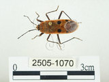 中文名:四斑紅蝽(2505-1070)學名:Physopelta quadriguttata Bergroth, 1894(2505-1070)