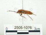 中文名:四斑紅蝽(2505-1076)學名:Physopelta quadriguttata Bergroth, 1894(2505-1076)