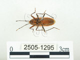 中文名:四斑紅蝽(2505-1295)學名:Physopelta quadriguttata Bergroth, 1894(2505-1295)