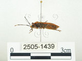 中文名:四斑紅蝽(2505-1439)學名:Physopelta quadriguttata Bergroth, 1894(2505-1439)