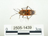中文名:四斑紅蝽(2505-1439)學名:Physopelta quadriguttata Bergroth, 1894(2505-1439)