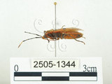 中文名:四斑紅蝽(2505-1344)學名:Physopelta quadriguttata Bergroth, 1894(2505-1344)