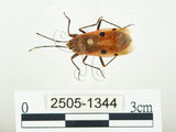 中文名:四斑紅蝽(2505-1344)學名:Physopelta quadriguttata Bergroth, 1894(2505-1344)