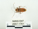中文名:四斑紅蝽(2667-1761)學名:Physopelta quadriguttata Bergroth, 1894(2667-1761)
