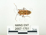 中文名:四斑紅蝽(2667-1761)學名:Physopelta quadriguttata Bergroth, 1894(2667-1761)