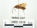 中文名:四斑紅蝽(2965-1018)學名:Physopelta quadriguttata Bergroth, 1894(2965-1018)