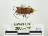 中文名:四斑紅蝽(2966-716)學名:Physopelta quadriguttata Bergroth, 1894(2966-716)