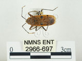 中文名:四斑紅蝽(2966-697)學名:Physopelta quadriguttata Bergroth, 1894(2966-697)