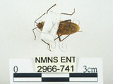 中文名:四斑紅蝽(2966-741)學名:Physopelta quadriguttata Bergroth, 1894(2966-741)