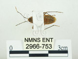 中文名:四斑紅蝽(2966-753)學名:Physopelta quadriguttata Bergroth, 1894(2966-753)
