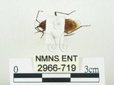 中文名:四斑紅蝽(2966-719)學名:Physopelta quadriguttata Bergroth, 1894(2966-719)