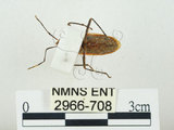 中文名:四斑紅蝽(2966-708)學名:Physopelta quadriguttata Bergroth, 1894(2966-708)