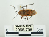 中文名:四斑紅蝽(2966-708)學名:Physopelta quadriguttata Bergroth, 1894(2966-708)
