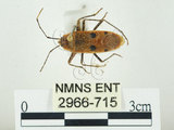 中文名:四斑紅蝽(2966-715)學名:Physopelta quadriguttata Bergroth, 1894(2966-715)