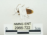 中文名:四斑紅蝽(2966-722)學名:Physopelta quadriguttata Bergroth, 1894(2966-722)