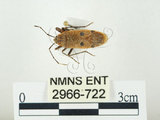 中文名:四斑紅蝽(2966-722)學名:Physopelta quadriguttata Bergroth, 1894(2966-722)
