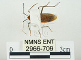 中文名:四斑紅蝽(2966-709)學名:Physopelta quadriguttata Bergroth, 1894(2966-709)