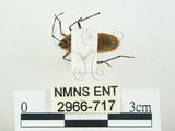 中文名:四斑紅蝽(2966-717)學名:Physopelta quadriguttata Bergroth, 1894(2966-717)