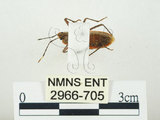 中文名:四斑紅蝽(2966-705)學名:Physopelta quadriguttata Bergroth, 1894(2966-705)