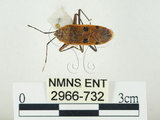 中文名:四斑紅蝽(2966-732)學名:Physopelta quadriguttata Bergroth, 1894(2966-732)
