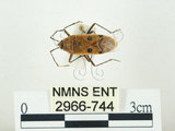 中文名:四斑紅蝽(2966-744)學名:Physopelta quadriguttata Bergroth, 1894(2966-744)