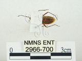 中文名:四斑紅蝽(2966-700)學名:Physopelta quadriguttata Bergroth, 1894(2966-700)