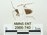 中文名:四斑紅蝽(2966-740)學名:Physopelta quadriguttata Bergroth, 1894(2966-740)