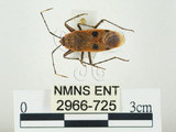 中文名:四斑紅蝽(2966-725)學名:Physopelta quadriguttata Bergroth, 1894(2966-725)
