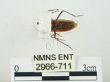 中文名:四斑紅蝽(2966-711)學名:Physopelta quadriguttata Bergroth, 1894(2966-711)