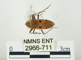 中文名:四斑紅蝽(2966-711)學名:Physopelta quadriguttata Bergroth, 1894(2966-711)