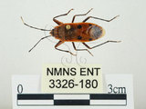 中文名:四斑紅蝽(3326-180)學名:Physopelta quadriguttata Bergroth, 1894(3326-180)