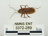 中文名:四斑紅蝽(3372-289)學名:Physopelta quadriguttata Bergroth, 1894(3372-289)