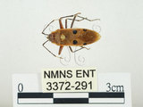 中文名:四斑紅蝽(3372-291)學名:Physopelta quadriguttata Bergroth, 1894(3372-291)