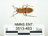 中文名:四斑紅蝽(3513-483)學名:Physopelta quadriguttata Bergroth, 1894(3513-483)