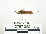 中文名:四斑紅蝽(3767-252)學名:Physopelta quadriguttata Bergroth, 1894(3767-252)