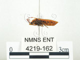 中文名:四斑紅蝽(4219-162)學名:Physopelta quadriguttata Bergroth, 1894(4219-162)